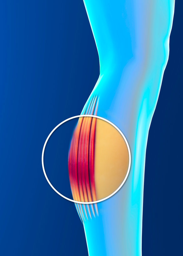 Articulations - Os - Muscles